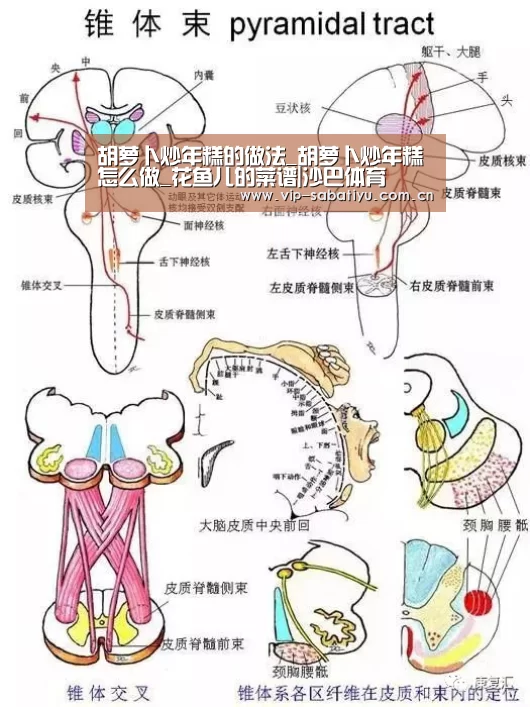 沙巴会员游戏